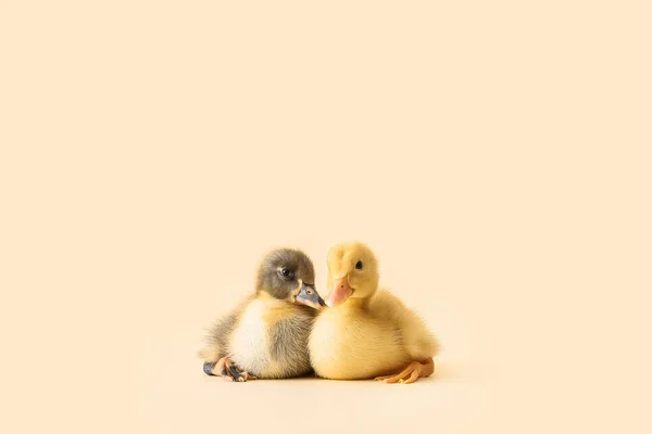 Cute Ducklings Color Background — Stock Photo, Image