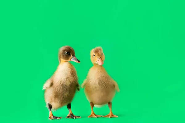 Cute Ducklings Color Background — Stock Photo, Image