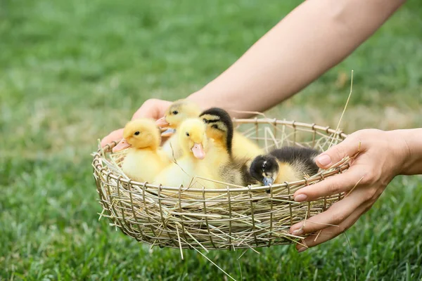Farmer Cute Ducklings Outdoors — Stock Photo, Image