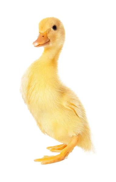 白色背景的可爱小鸭 — 图库照片