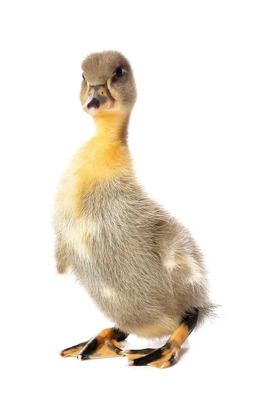 Beyaz Arka Planda Şirin Ördek Yavrusu — Stok fotoğraf