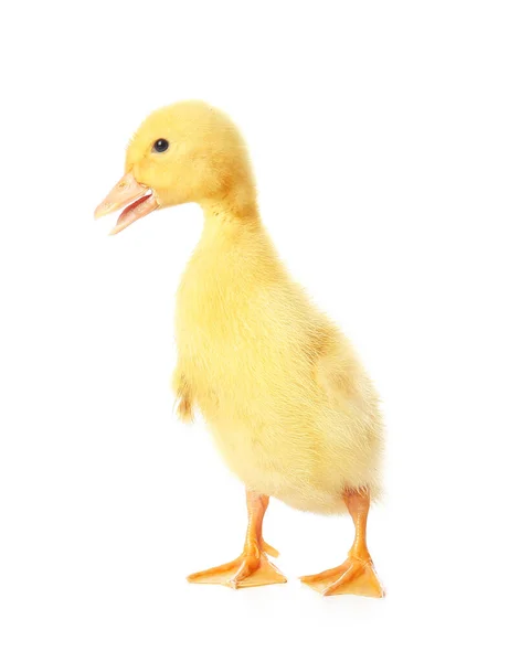 Cute Duckling White Background — Stock Photo, Image