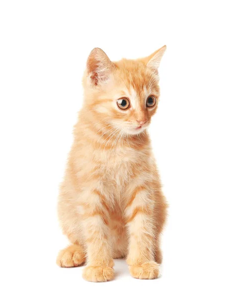 Beyaz Arka Planda Sevimli Komik Kedi Yavrusu — Stok fotoğraf