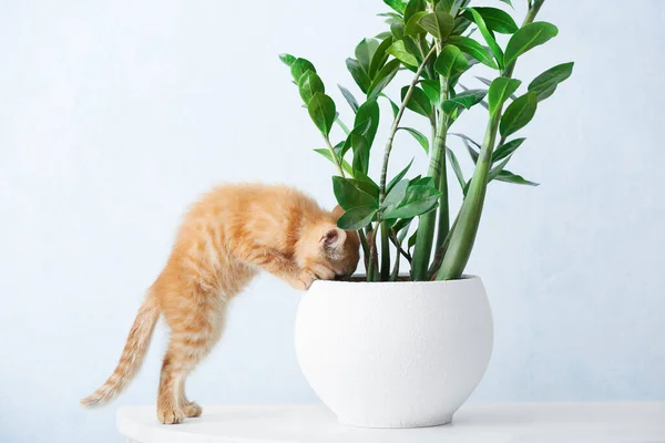 Curious Kitten Houseplant Table Home — Stock Photo, Image