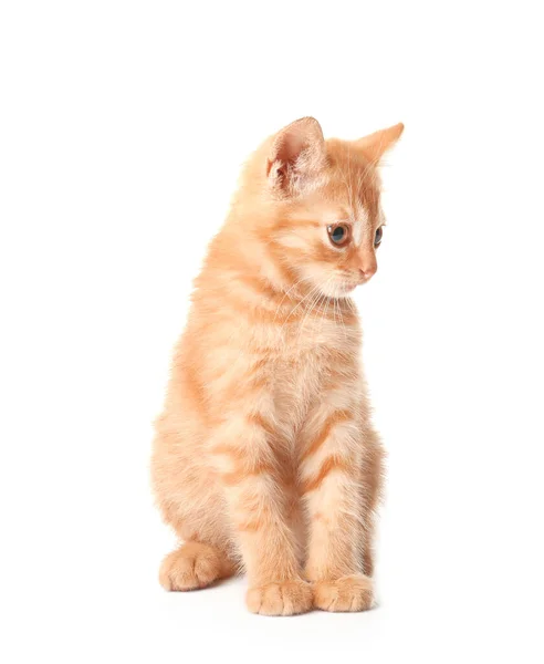 Schattig Grappig Kitten Witte Achtergrond — Stockfoto