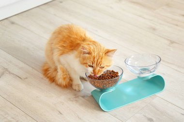 Şirin kedi evde kaseden yiyor.