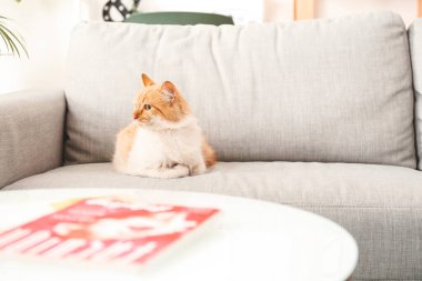 Evdeki kanepede sevimli komik bir kedi.