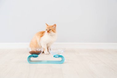 Evde yemek ve içeceklerle kaselerin yanında sevimli bir kedi var.