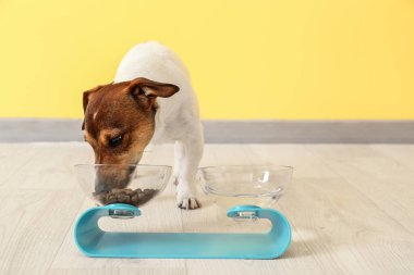 Şirin köpek evde kaseden yiyor.