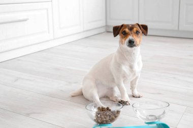 Evde yemek ve içeceklerle kaselerin yanında sevimli bir köpek var.
