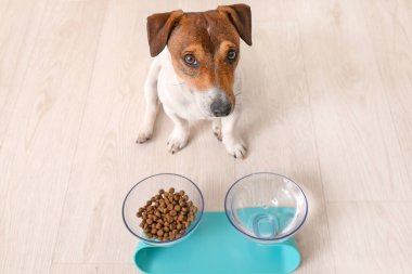 Evde yemek ve içeceklerle kaselerin yanında sevimli bir köpek var.