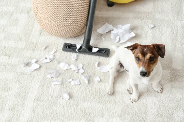 Sahibi yaramaz köpekten sonra halıyı temizler.