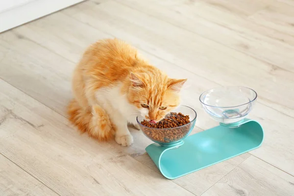Cute Cat Eating Bowl Home — Stock Photo, Image