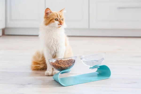 Cute Cat Bowls Food Drink Home — Stock Photo, Image