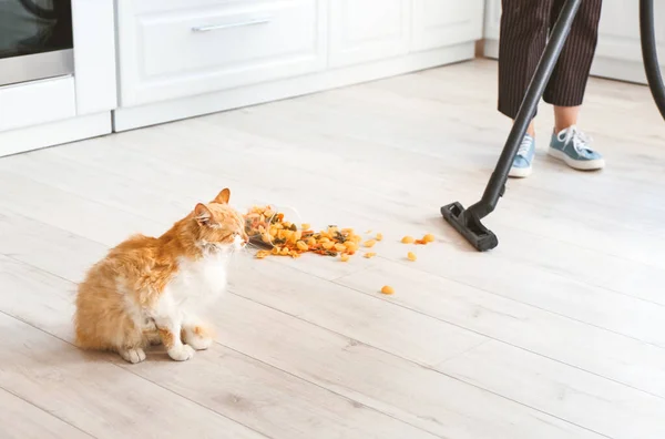 Owner Hoovering Floor Kitchen Naughty Cat — Stock Photo, Image