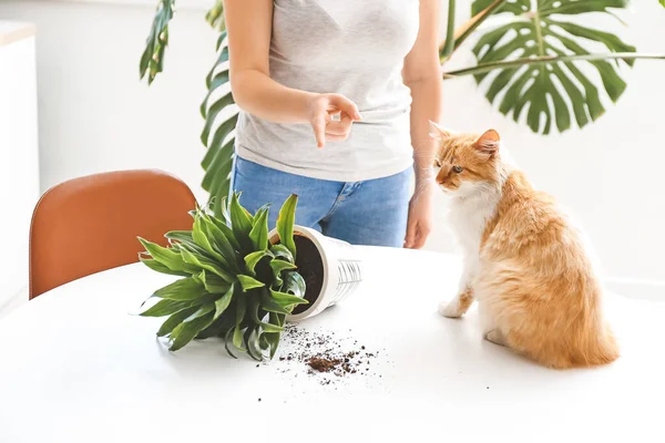Owner Scolding Cat Overturned Houseplant Table — Stock Photo, Image