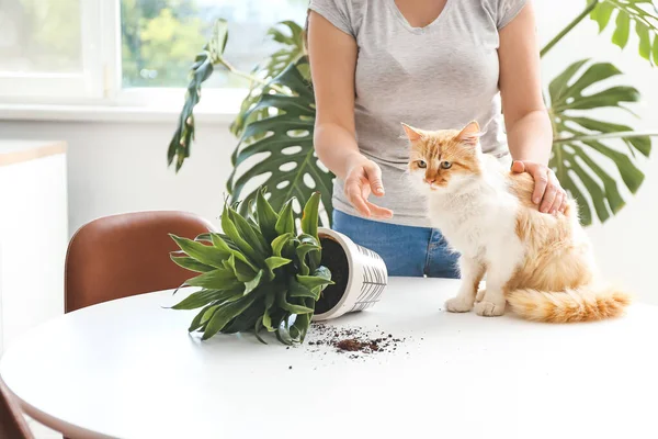 Proprietarul Certa Pisica Pentru Planta Casă Răsturnată Masă — Fotografie, imagine de stoc