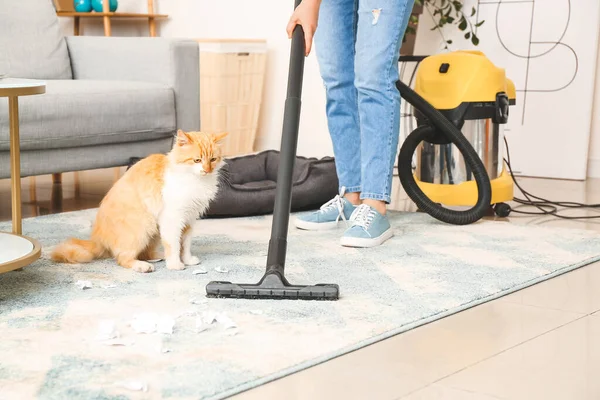 Besitzerin Putzt Von Katze Verdreckten Teppich — Stockfoto