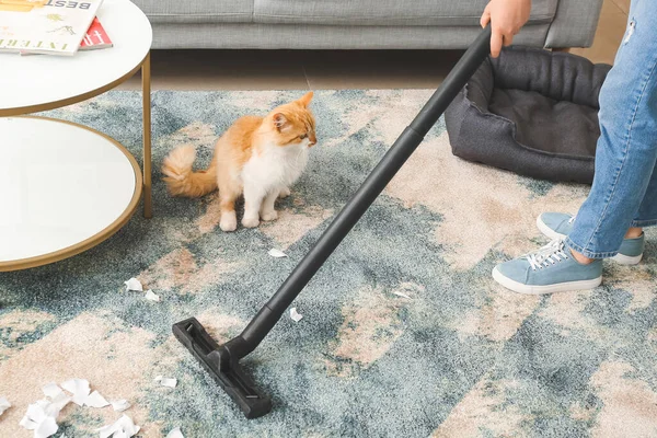 Ιδιοκτήτης Καθαρισμού Χαλί Μπέρδεμα Από Γάτα — Φωτογραφία Αρχείου