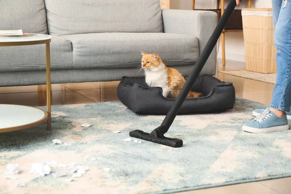 Propriétaire Nettoyage Tapis Sali Par Chat — Photo