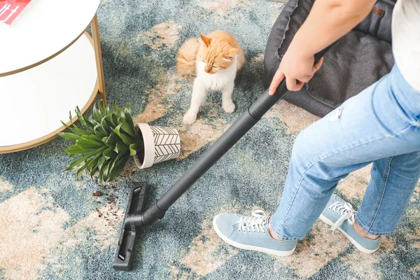 Propietario Limpieza Alfombra Después Travieso Gato — Foto de Stock