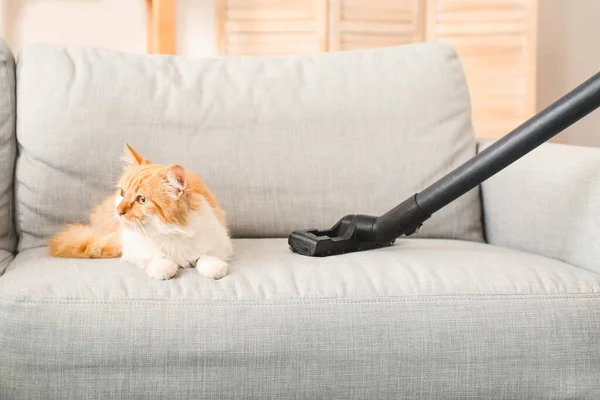 Owner Cute Cat Vacuuming Animal Hair Sofa — Stock Photo, Image