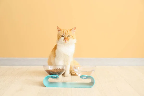 Симпатична Кішка Біля Миски Їжею Напоєм Вдома — стокове фото