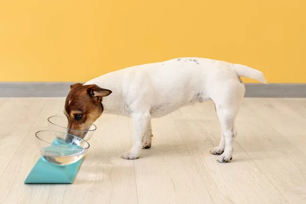 Cute dog eating from bowl at home