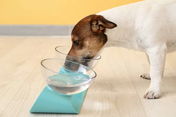 Lindo Perro Comiendo Tazón Casa — Foto de Stock