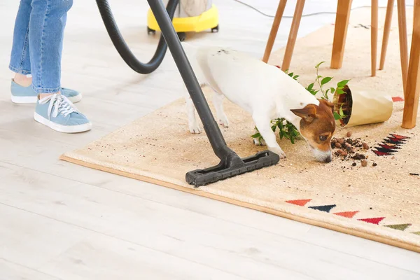 Besitzerin Putzt Teppich Nach Ungezogenem Hund — Stockfoto