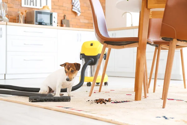 Vacuum cleaner and dog on dirty carpet in kitchen
