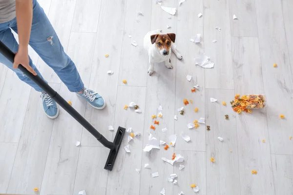 Власник Прибирання Підлоги Після Неслухняної Собаки — стокове фото