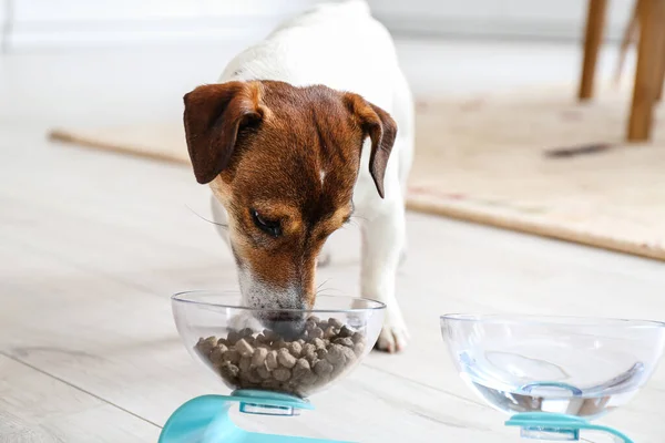 Lindo Perro Comiendo Tazón Casa — Foto de Stock