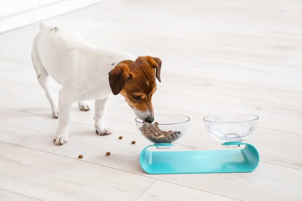 Lindo Perro Comiendo Tazón Casa — Foto de Stock