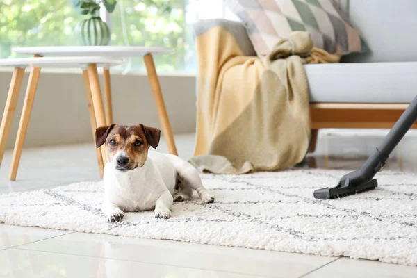 Owner of cute dog cleaning carpet at home