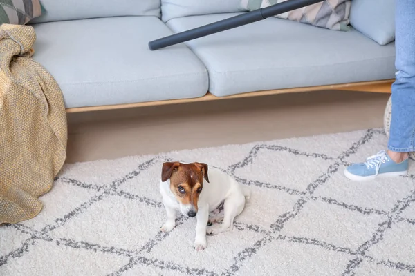 Owner Cute Dog Vacuuming Animal Hair Sofa — Stock Photo, Image
