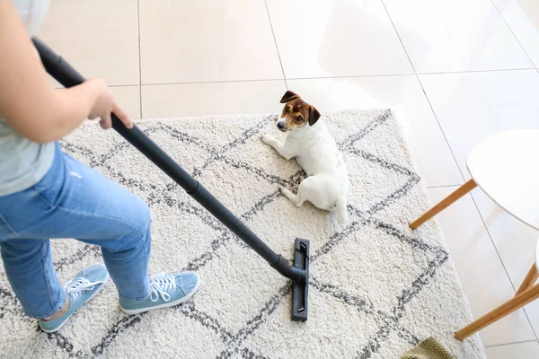 Owner of cute dog cleaning carpet at home