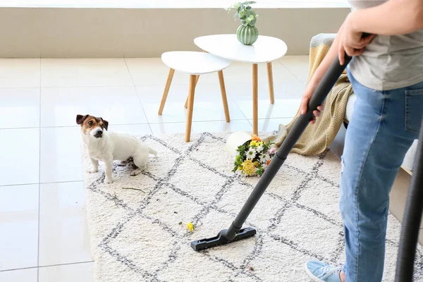 Owner Cleaning Carpet Naughty Dog — Stock Photo, Image