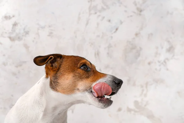 Cute Funny Dog Light Background — Stock Photo, Image