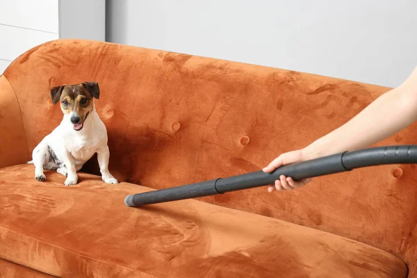 Besitzerin Von Süßem Hund Saugt Tierhaare Vom Sofa — Stockfoto