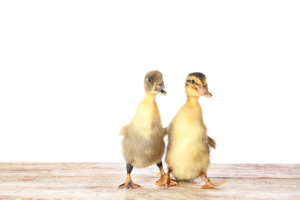 Cute Ducklings Table White Background — Stock Photo, Image