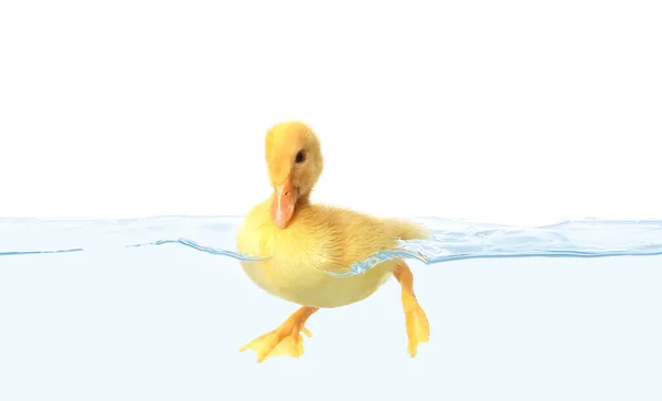 Cute Duckling Swimming Water White Background — Stock Photo, Image