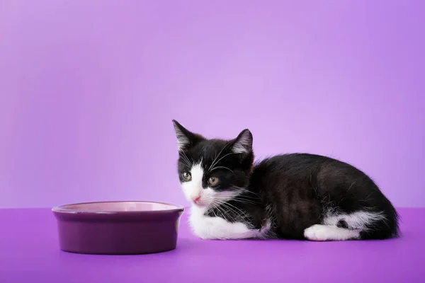 Cute Funny Kitten Bowl Food Color Background — Stock Photo, Image