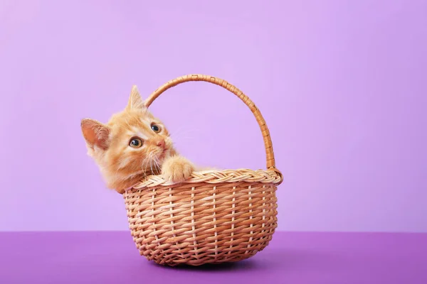 Cute Funny Kitten Basket Color Background — Stock Photo, Image