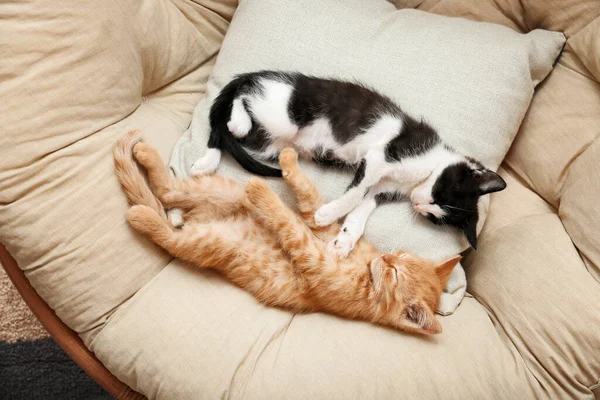 Niedliche Kätzchen Hause Sessel Schlafen — Stockfoto