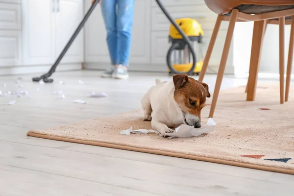 Owner Cleaning Floor Naughty Dog — Stock Photo, Image