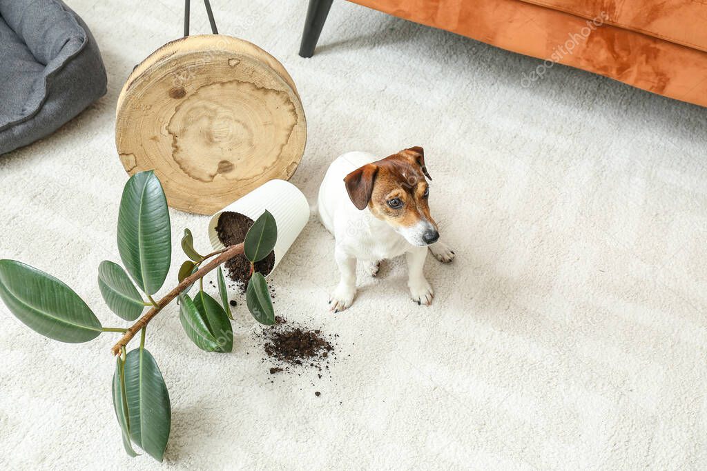 Naughty dog sitting on carpet near overturned houseplant