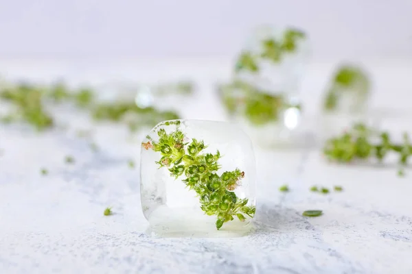 Flores Congeladas Hielo Sobre Fondo Blanco — Foto de Stock