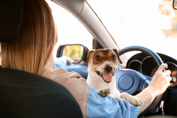 Mulher Com Cão Bonito Viajando Carro — Fotografia de Stock