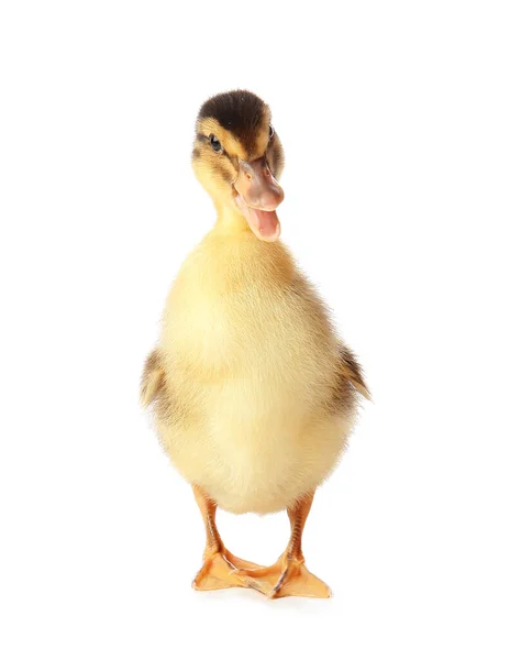 Cute Duckling White Background — Stock Photo, Image